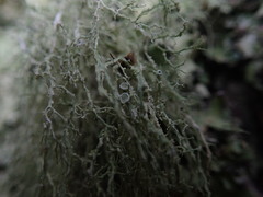 Ramalina peruviana
