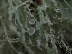 Ramalina peruviana