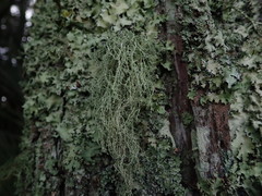 Ramalina peruviana