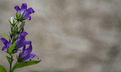 Campanula trachelium