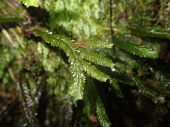 Plagiochila trispicata