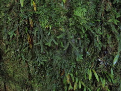Plagiochila trispicata