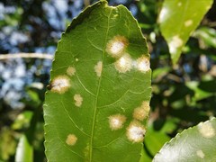 Cephaleuros lagerheimii