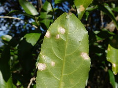 Cephaleuros lagerheimii