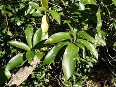 Cephaleuros lagerheimii