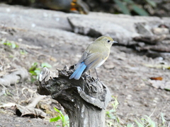 Tarsiger rufilatus