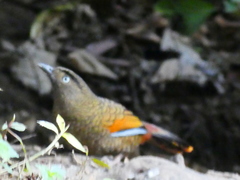 Trochalopteron squamatum