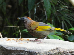 Trochalopteron chrysopterum