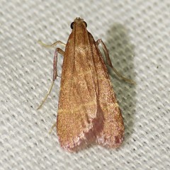 Arta epicoenalis