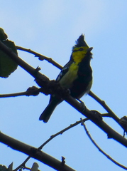 Machlolophus spilonotus