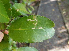Liriomyza flavolateralis