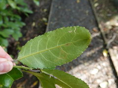 Liriomyza flavolateralis