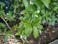 Liriomyza flavolateralis