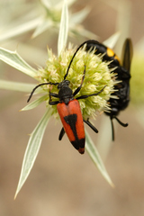 Stictoleptura cordigera