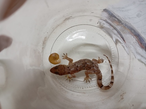 Tropical House Gecko