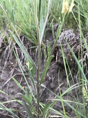 Erysimum inconspicuum
