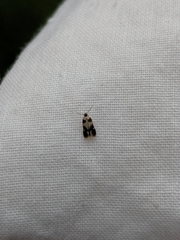 Ectoedemia decentella