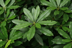 Rhododendron × hybridum