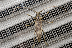 Elytrimitatrix undata