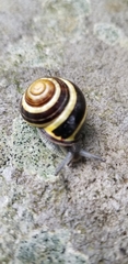 Cepaea nemoralis