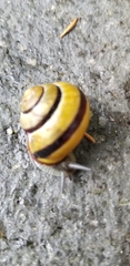 Cepaea nemoralis