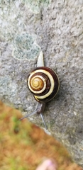 Cepaea nemoralis