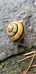 Cepaea nemoralis