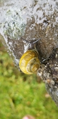 Cepaea nemoralis