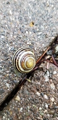 Cepaea nemoralis