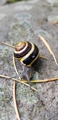 Cepaea nemoralis