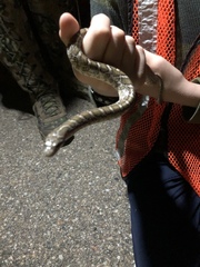 Arizona elegans elegans