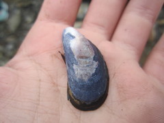 Mytilus trossulus