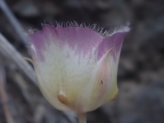 Calochortus weedii intermedius