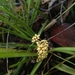 Lomandra confertifolia pallida - Photo (c) Tony van Kampen,  זכויות יוצרים חלקיות (CC BY), uploaded by Tony van Kampen
