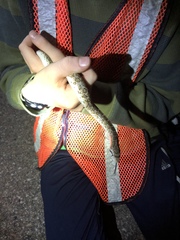 Arizona elegans elegans