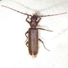 Arhopalus