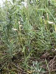 Cerastium arvense strictum