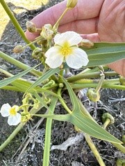 Sagittaria montevidensis ssp. calycina