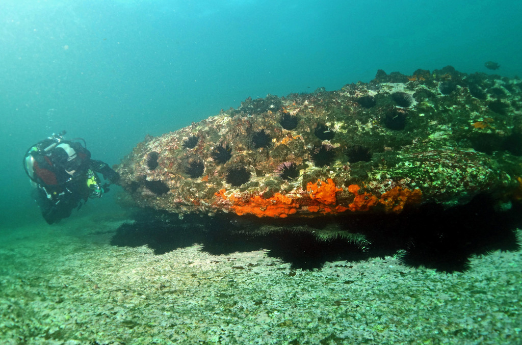 Long-spined Sea Urchin