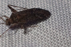 Phytocoris