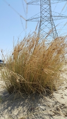 Cyperus conglomeratus