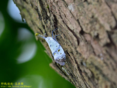 Pyrops watanabei