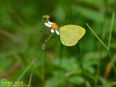 Eurema blanda arsakia