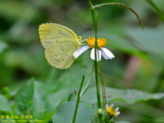 Eurema blanda arsakia