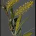 Salix exigua - Photo (c) 1998 California Academy of Sciences,  זכויות יוצרים חלקיות (CC BY-NC-SA)