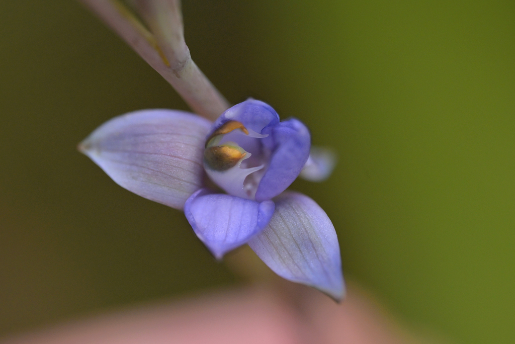 Thelymitra sanscilia
