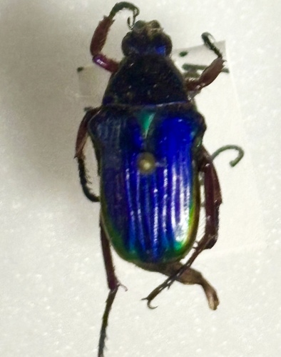 Pygora sanguineomarginata