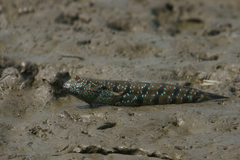 Boleophthalmus boddarti