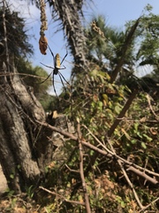 Trichonephila inaurata madagascariensis