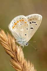 Polyommatus dorylas